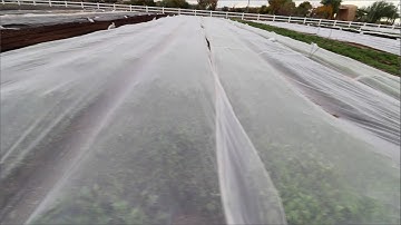 BACK TO BASICS - Insect Netting