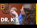 Enjoying Some Rat Kisses | Dr. K's Exotic Animal ER