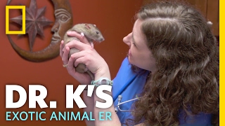 Enjoying Some Rat Kisses | Dr. K's Exotic Animal ER
