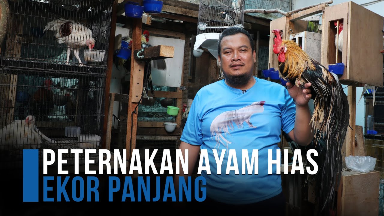 Peternakan Ayam Hias Ekor Panjang Untuk Kontes - Pekerjaan Indo : Eps 70