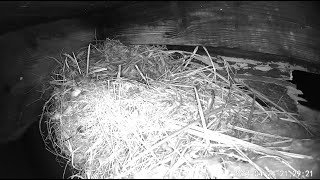 Baby Bird Nest Live Camera