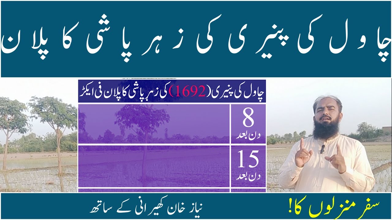 Pesticide plan for 1692 basmati rice PB 1692 Pusa Basmati 1692 Niaz khan kherani to  Kisaan time