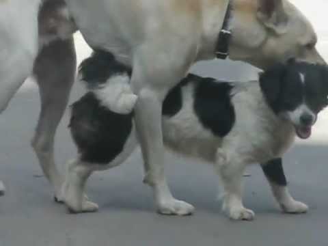 Largest Dog Cock