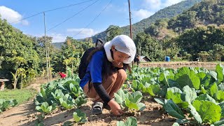 This is how Tethuyo people Growth Organic Onion and Cabbages. 