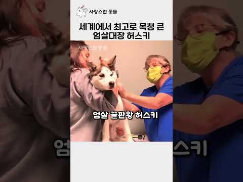 세계에서 최고로 목청 큰 엄살 대장 허스키 thumbnail