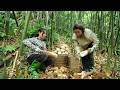 Harvesting Wild Bamboo Shoots That Fed Generations | Simple Mountain Life