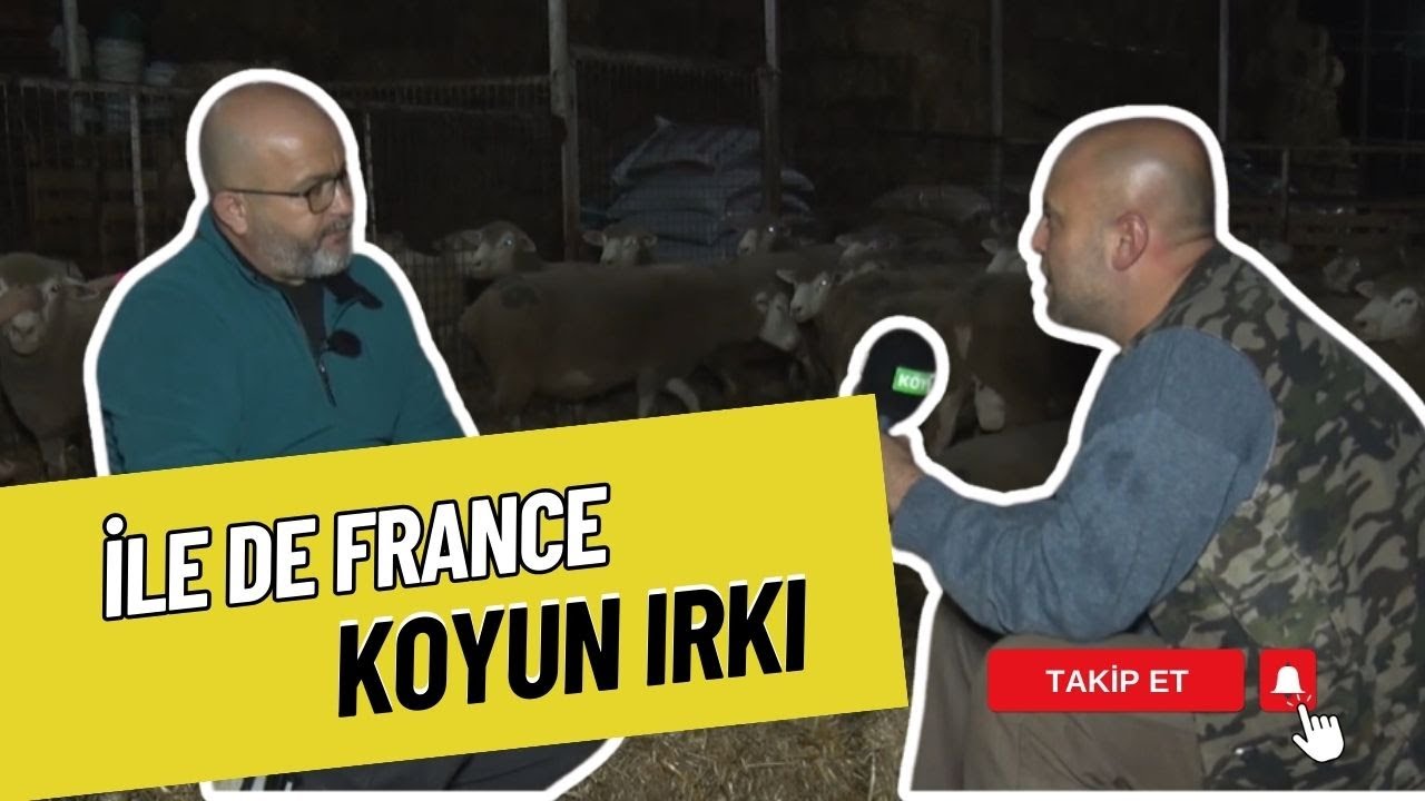 ET VERİMİ YÜKSEK KOYUN IRKI: ILE DE FRANCE | KÜÇÜKBAŞ SAATİ