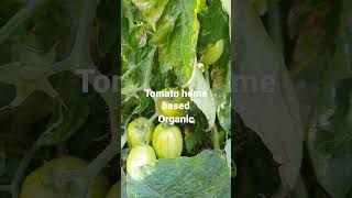 Tometo Home Based Organic farming