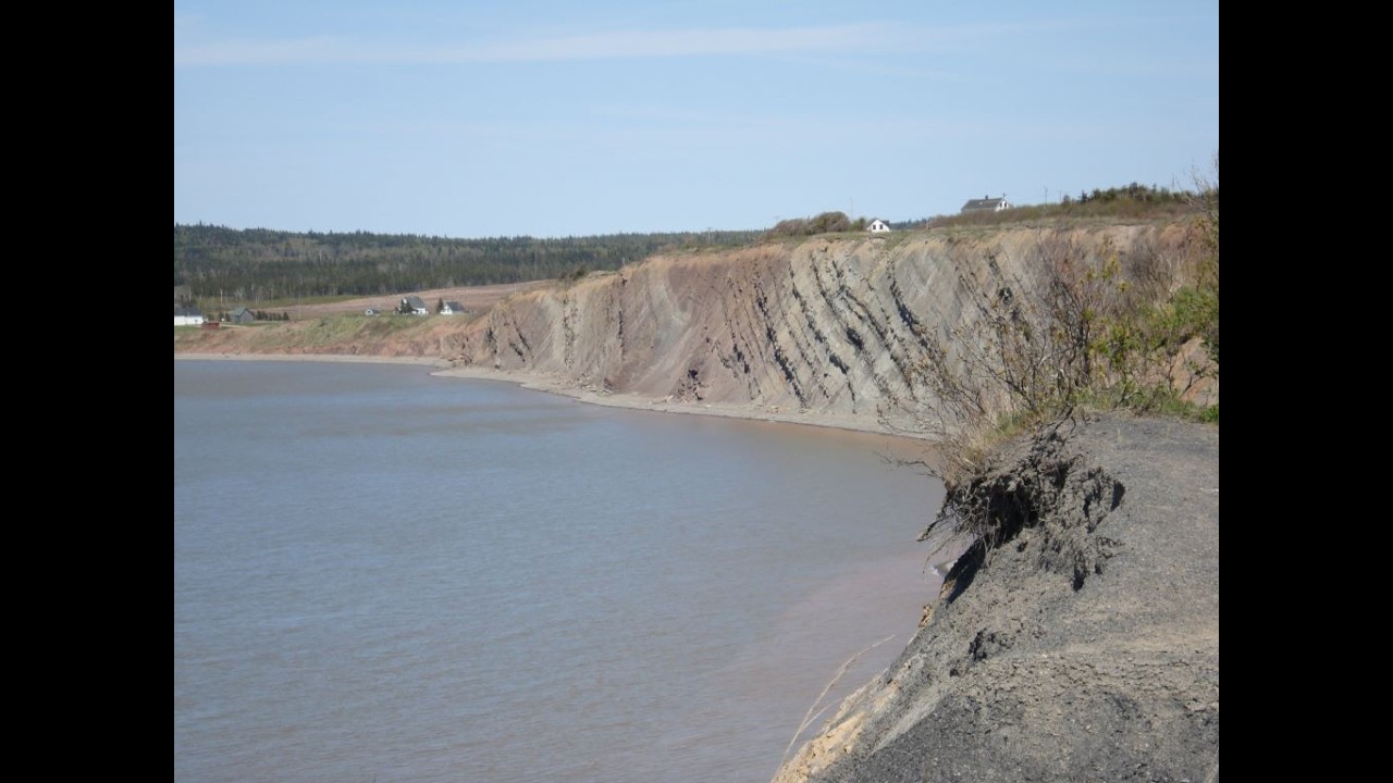 Polystrate Fossil Trees at Joggins