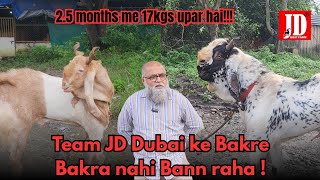 Bakra nahi Bann raha ? | Team JD Dubai | JD Goat Farm