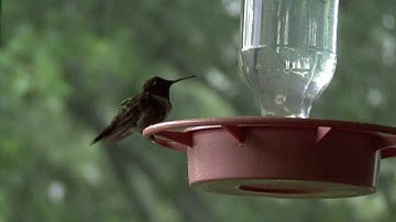 Hummingbird in a Hail Storm - Asheville, Nc 6/8/11