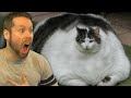Fattest Pets of ALL-TIME! BIG CHONKERS!