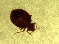 Don't Let the Bedbugs Bite! | National Geographic