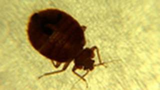 Don't Let the Bedbugs Bite! | National Geographic