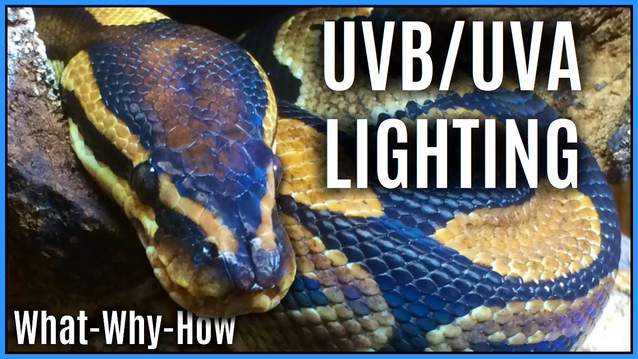 UV Guide For Reptiles - Vitamin D3, MBD, & Do Reptiles NEED UVB
