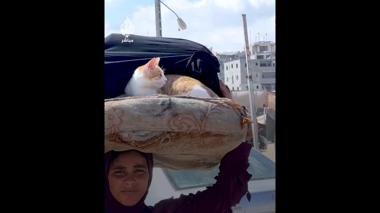تحمل قطتها فوق رأسها.. طفلة تنزح قسرًا من مدينة حمد في خان يونس