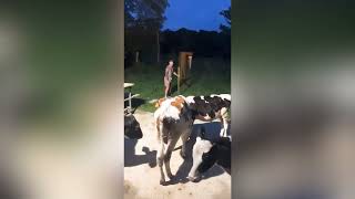 Holy cow! Woman wakes in the early hours to find herd in her garden by Metro Newspaper UK 474 views 1 year ago 2 minutes, 22 seconds