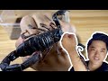 Three kinds of pet scorpions join KK WILD. Come and have a look 三种宠物蝎加入康康猛宠