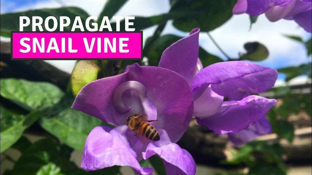 HOW TO PROPAGATE FLOWERING VINES| Sigmoidotropis Speciosa/Snail vine (WITH FULL UPDATES!)