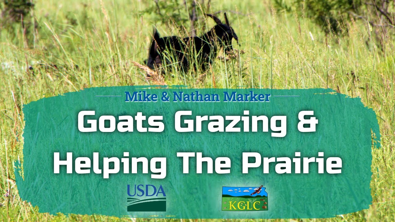 How Do Goats Graze  How Does That Help The Prairie Presented By Nathan Marker With Kglc Usda Nrcs