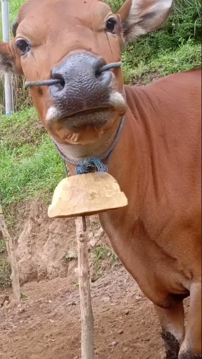 sapi klontongan #shorts