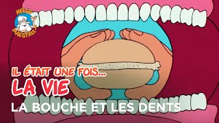 Il était une fois… la Vie 🌱- La bouche et les dents 🦷