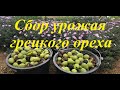 Грецкий орех. Сбор урожая на Кубани.