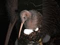 The Kiwi Bizarre Mammal Like Birds The Kiwi Bizarre Mammal Like Birds