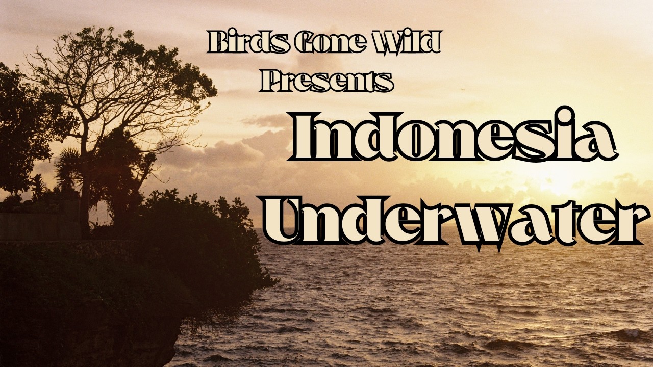 Indonesia Underwater
