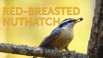 Red-breasted Nuthatch: Prone to Irruption