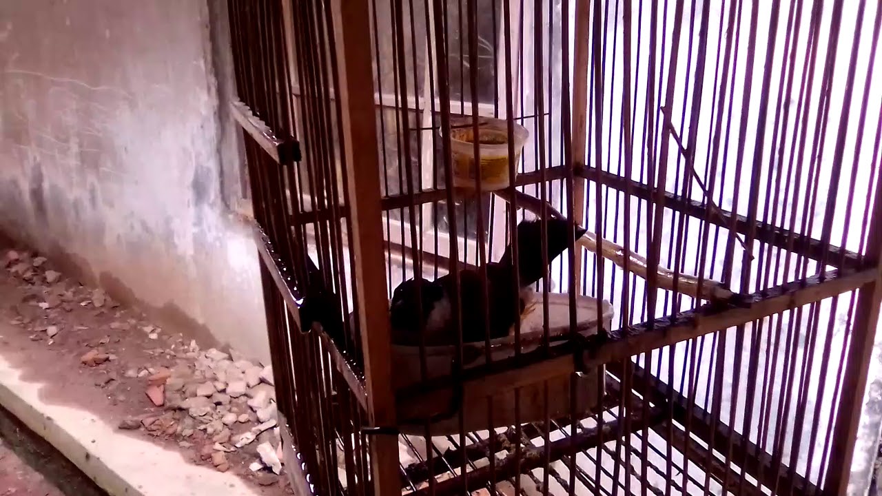 Burung mandi sendiri 