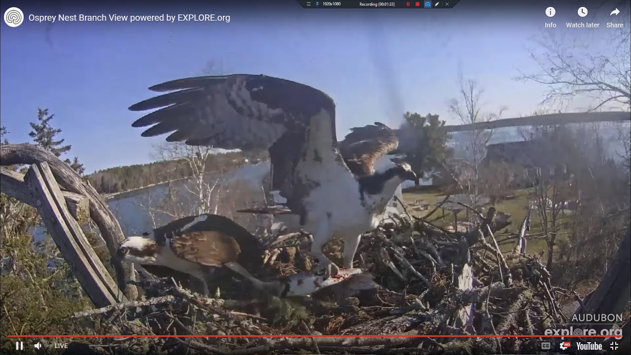 1st Fish of the Season and a difficult Hand-off - Hog Island Osprey ...