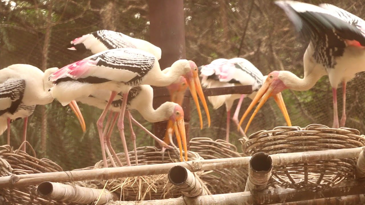 Delhi Zoo I Painted stork 
