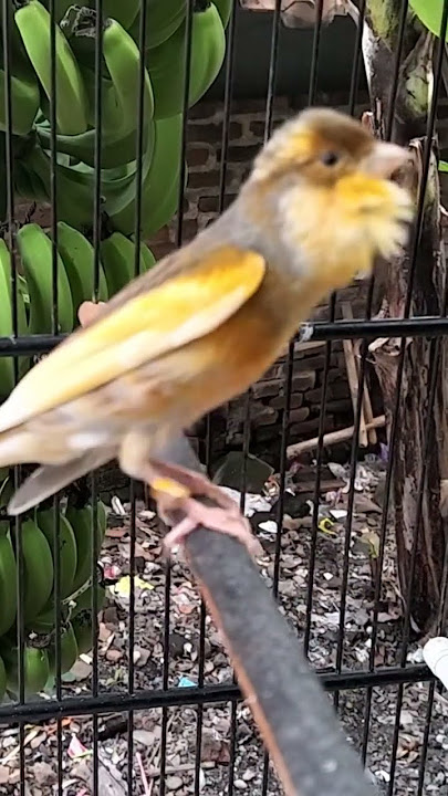 kenari Gacor ngerek merangsang kenari betina #galerikenariindonesia #canary #kicaumania #birds