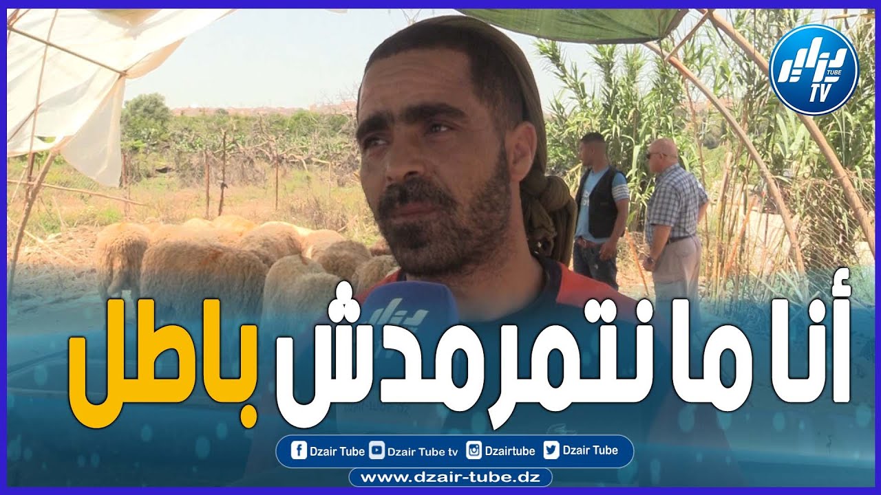 شاهد ... كيف فسر هذا الموال سبب غلاء أسعار الأضاحي ... الموالة الكبار هما لي يطلعو السوق