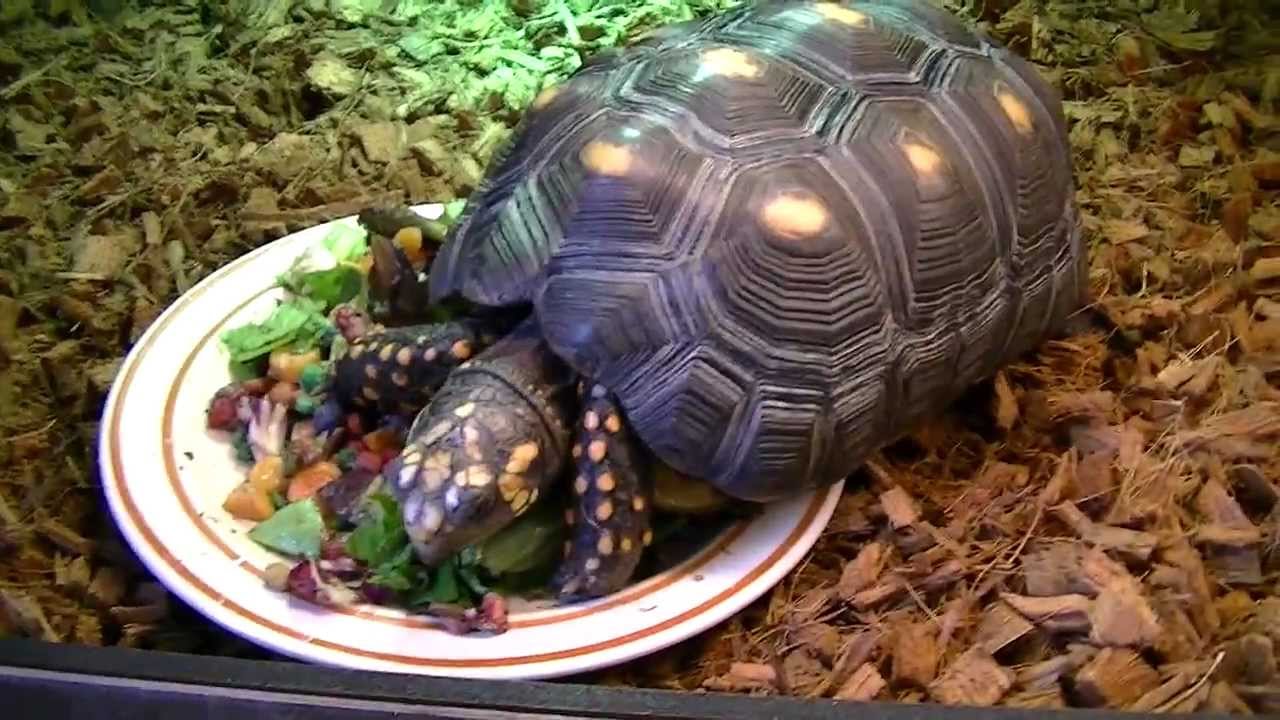Redfoot Tortoise Care Housing Hd 720p Youtube