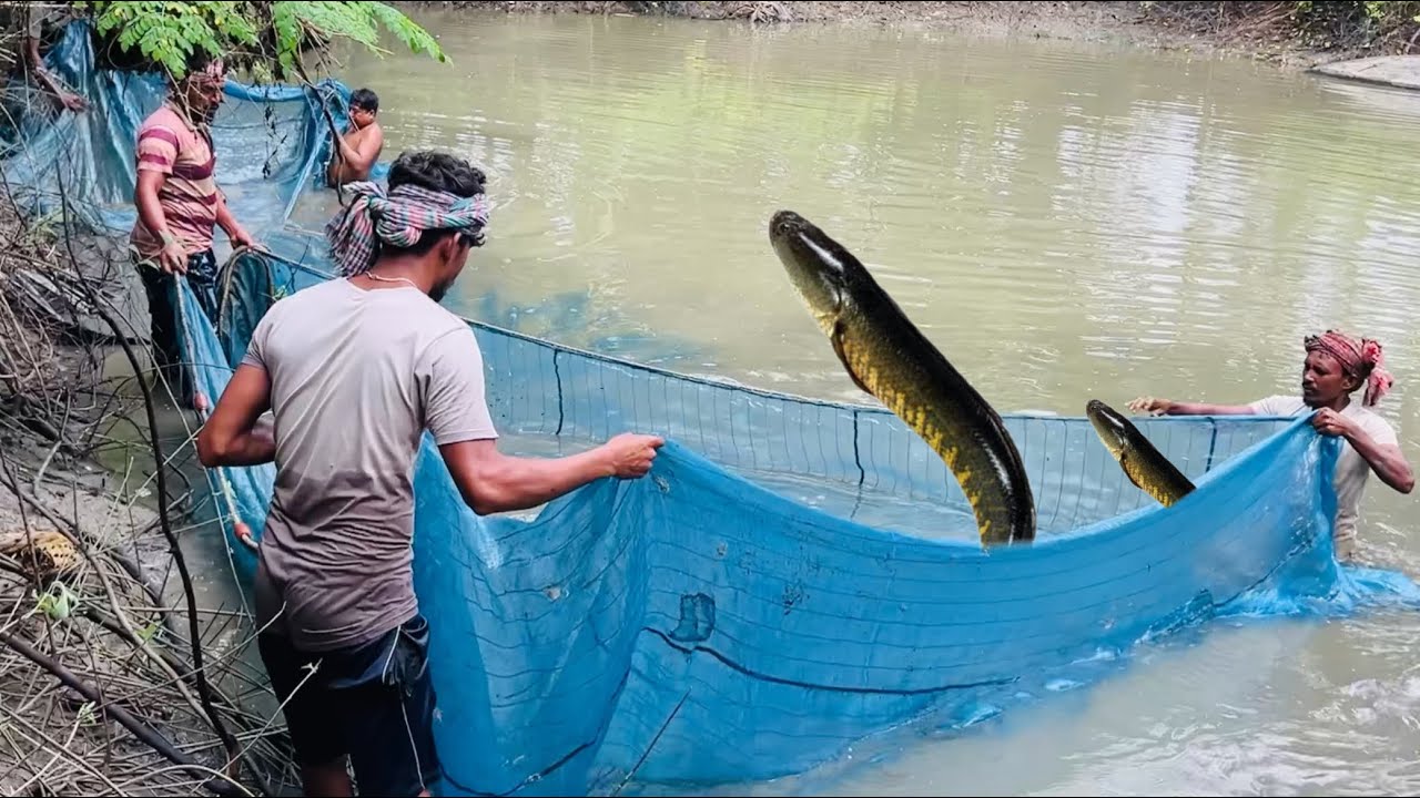 Local area pond fishing by net🐟🐟. গ্রামের পুকুর থেকে বেড় জালে মাছ ধরা।