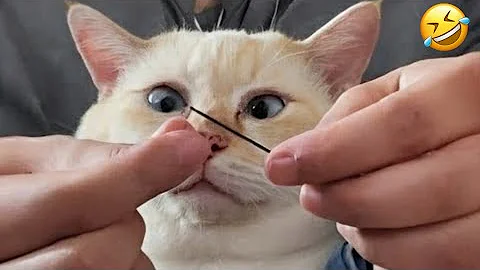 Video 11776611: cat funny pets, laugh cats dogs funny