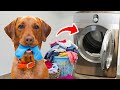 I Actually Trained my Dog to Clean my Room