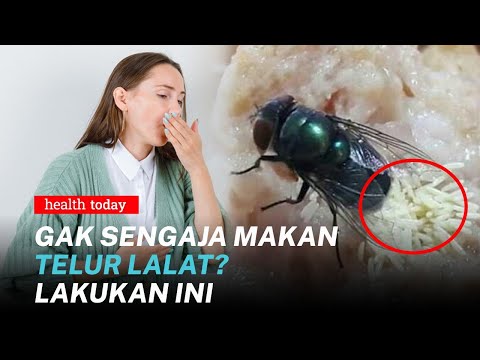 Video: Bisakah Anda Meninggal Karena Myiasis Usus?