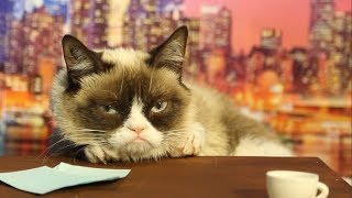 Grumpy Cat Auditions to Replace David Letterman | Mashable