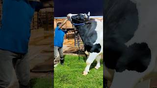 1200 Holstein Friesian bull from Brownie's Ranch