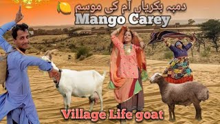Pakistan Sindh Village life by feeding your goats and animals Mango orchard Mango ready.