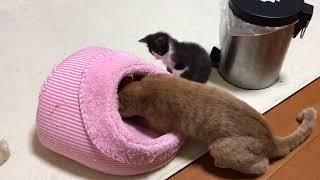 フミフミを邪魔する子猫