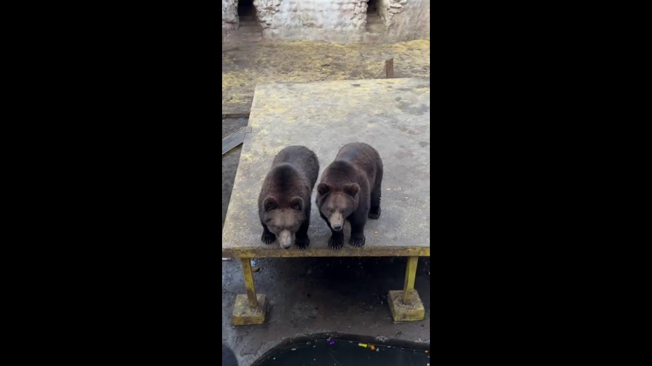 Arctic Ops: Frozen Frontline  北極作戦：凍てつく前線  冰雪戰場，冷酷行動，挑戰極地生存極限。 2025-11-15 