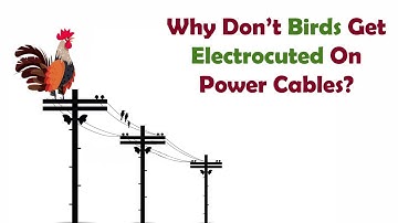 Why don’t birds get electric shock when they sit on wires
