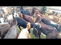 Beetal Goats at Kamal Beetal Goat Farm Nerchowk. 86288 00375