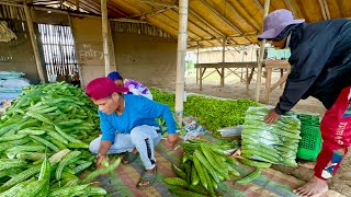 Mga Dapat Malaman para KUMITA ng MILLIONS at Maiwasang Malugi sa Comercial Scale Vegetable Farming!
