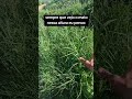 me sentindo em um tal filme aí do ano 2000 #agro #gladiador #sitiodozero