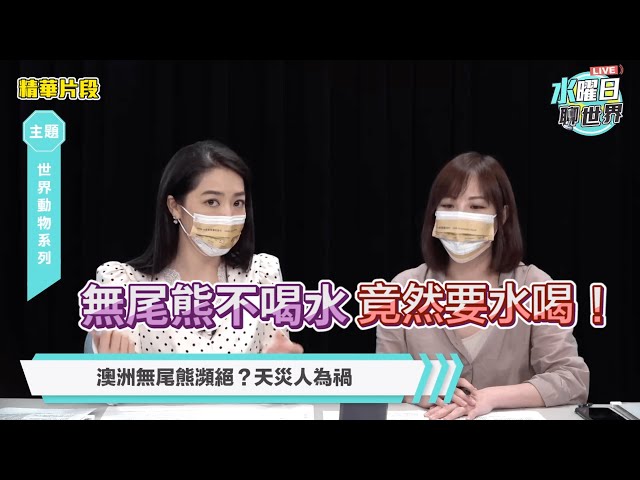 關心全球瀕危動物！劉方慈最愛無尾熊 爆料童年曾讓猩猩暴怒 | 水曜日聊世界ep6精華